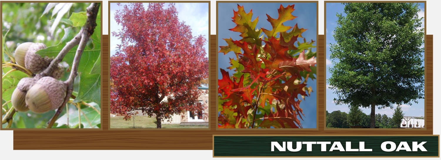 Nuttall Oak